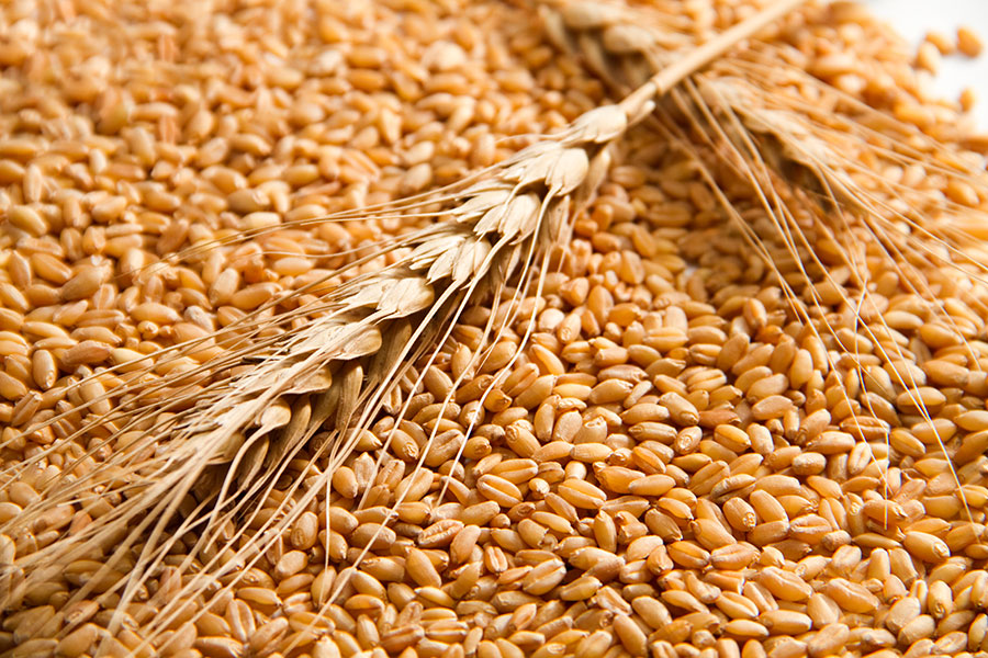 Food Grains