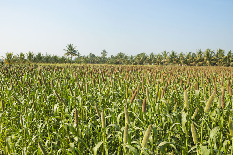 Millets